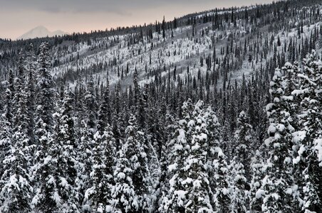 Winter Denali National Park and Preserve photo