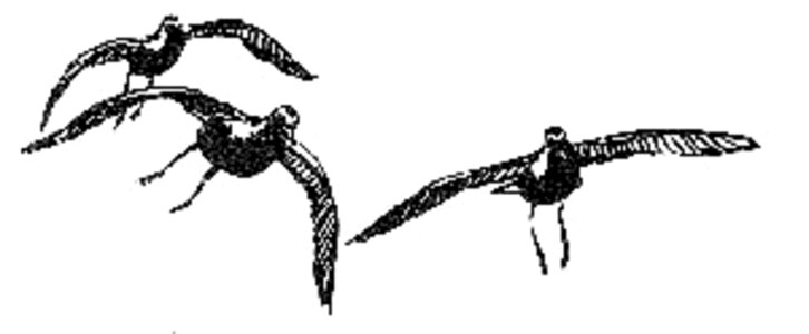 Art bird Charadrius wilsonia