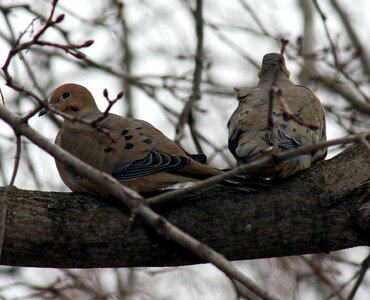 A mourning doves perched on a post photo