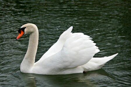 Gooseneck lake bird