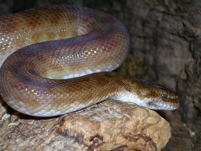 Antaresia childreni australia snake