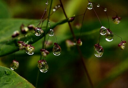 Branchlet dew droplet photo