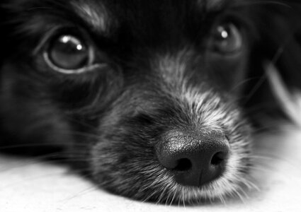 Eyes snout nose photo