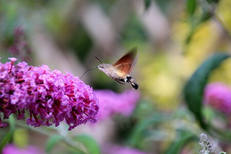 Wing insect flowers photo