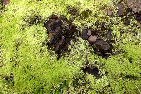 Greenery stones photo