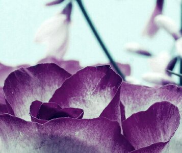 Purple flower nature