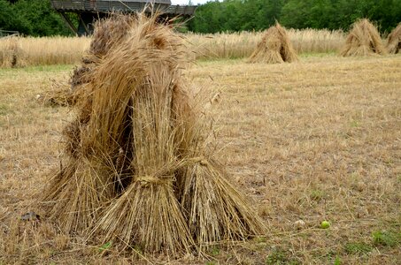 Harvest spike tufts