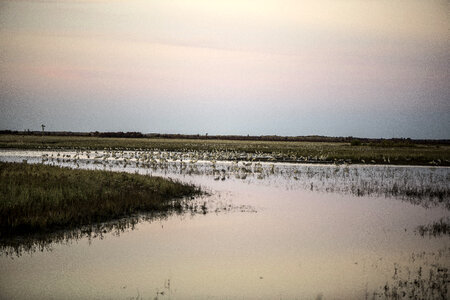 Large Groups of Cranes standing in the Wetlands at dusk at Crex meadows photo