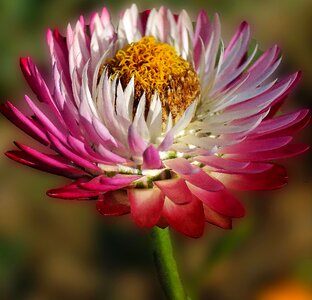 Beautiful beautiful flowers bloom