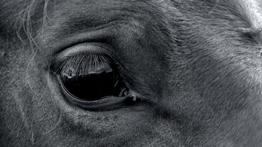Horse head horse eye black and white photo