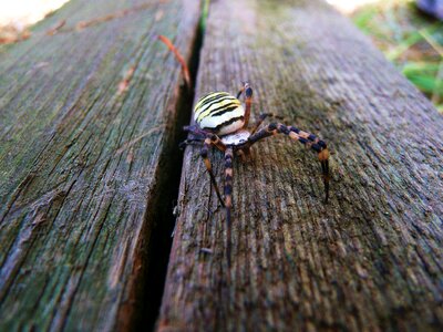 Animal orb-web spider wildlife