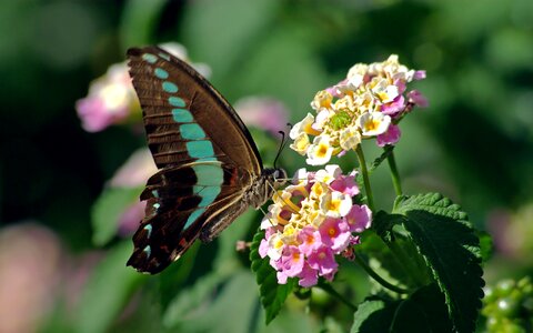 Insect macro fragile photo