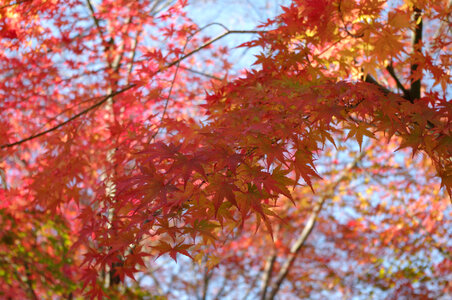 16 Red leaves photo