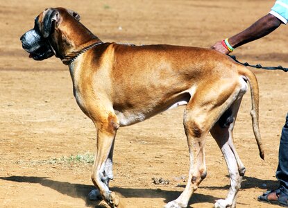 Animal brown canine photo