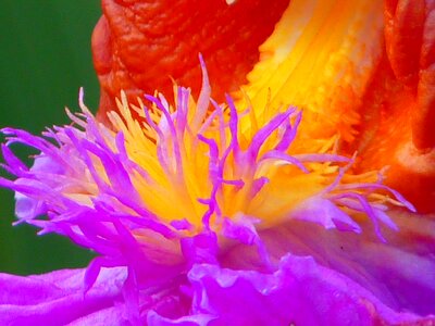 Macro close up colorful