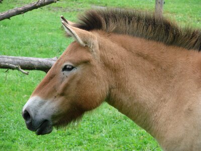 Donkey animal brown