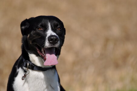 Panting dog No.4 photo