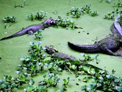 Alligator animal marsh