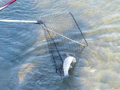 Caught water fisherman photo