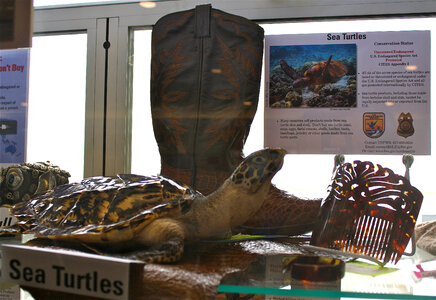 Sea Turtle Products
