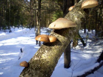 Woods forest mushroom photo
