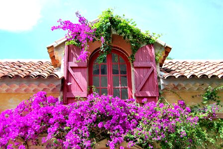 Purple flower skylight