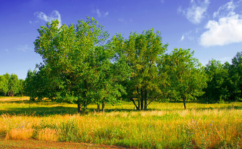 scene of nature