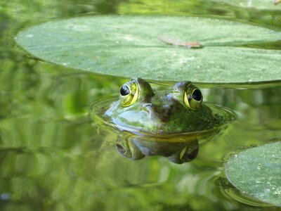 Water green nature