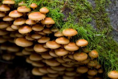 Galerina marginata