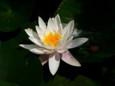 Full bloom white shining