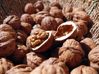 Food healthy shell