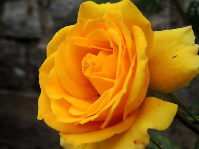 Yellow flower beauty