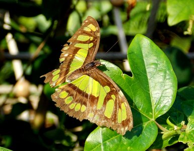 Animal flugtier tropical