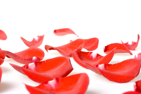 rose petals photo