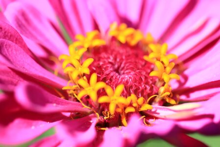 Beautiful beautiful flowers beautiful photo