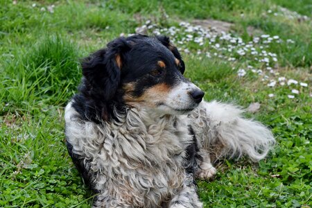 Purebred puppy dog photo