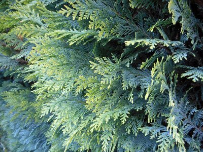 Needles green plant