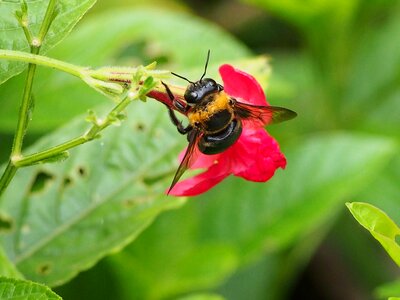 Bumblebee adopt honey park
