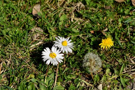 Daisies dandelion green grass photo