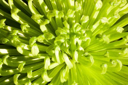 Green light green pastellfarben