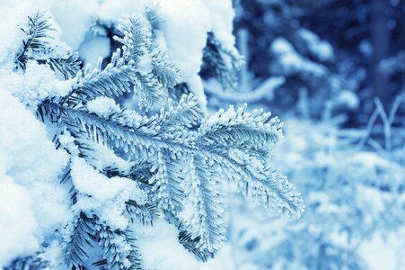 Beautiful Photo ice pine