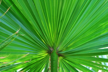 Green tropical foliage photo