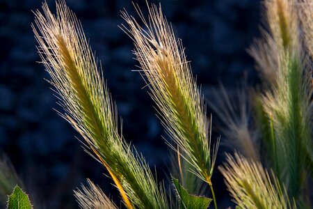 Grain cereals wild grain