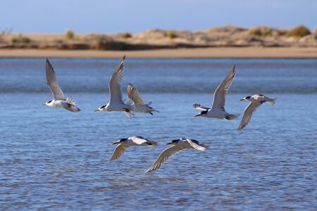 Great Crested Tern in Australia photo