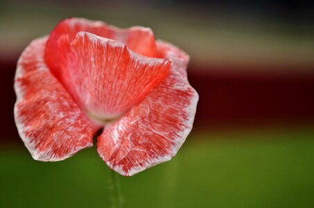 Flower floral spring