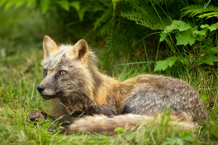 Red fox lying in the grass-2 photo