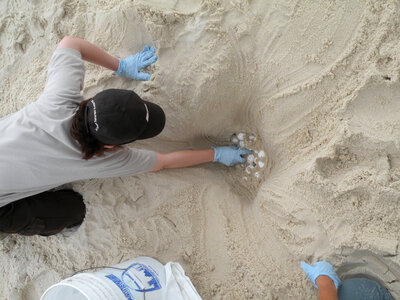 Sea turtle nest relocation-5 photo