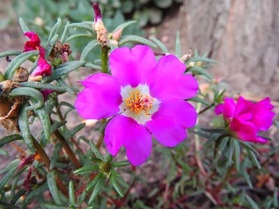 Flower portulakgewaechs summer flower photo