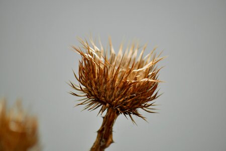 Nature plant sharp