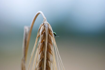 Cornfield summer plant